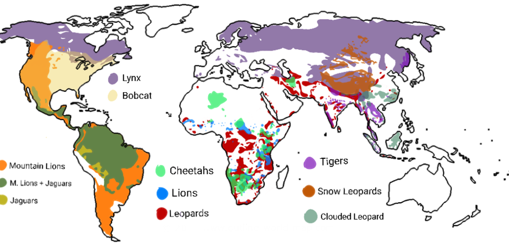 World Map Shows the Distribution of Big Cats Around the World – Chartistry