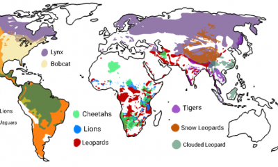 big-cats-world-map